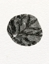 Leaf, 2014, (tregravering på papir)