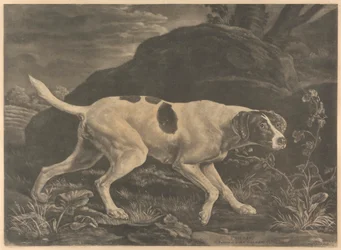 [Skyting] 'Phillis', en peker fra Lord Clermonts
