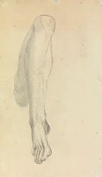 Anatomisk studie av et ben