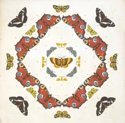 Detalj fra plate 1, fra A Rare Depiction of Butterflies and Moths, pub. 1764 (håndfarget gravering)