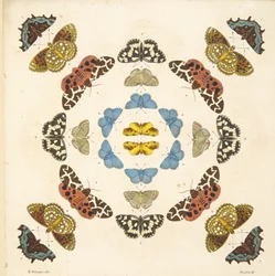 Detalj fra plate III, fra A Rare Depiction of Butterflies and Moths, pub. 1764 (håndfarget gravering)