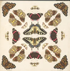 Detalj fra Plate II, fra A Rare Depiction of Butterflies and Moths, pub. 1764 (håndfarget gravering)