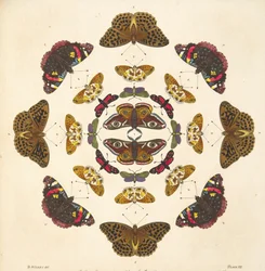 Detalj fra plate VII, fra A Rare Depiction of Butterflies and Moths, pub. 1764 (håndfarget gravering)