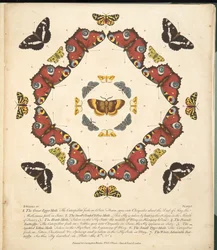 Plate 1, fra A Rare Depiction of Butterflies and Moths, pub. 1764 (håndfarget gravering)