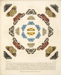 Plate III, fra A Rare Depiction of Butterflies and Moths, pub. 1764 (håndfarget gravering)