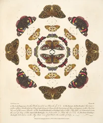 Plate VII, fra A Rare Depiction of Butterflies and Moths, pub. 1764 (håndfarget gravering)