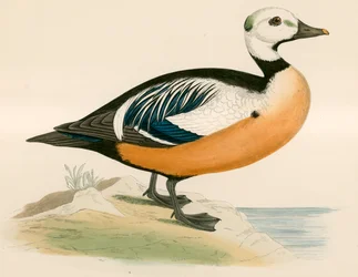 Stellers Western Duck