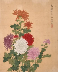 Krysantemum fra blomsteralbum (blekk og farge på silke)