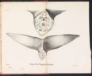 Utsnitt av hvalens halefinne, 1827 Coupe de la Nageoire Caudale (tittel på objekt)