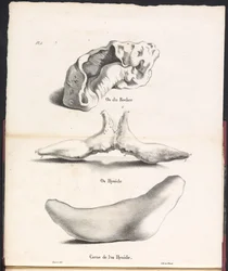 Tre deler av hyoidbenet til hvalen, 1827 Os du Rocher / Os Hyoid / Corne de l