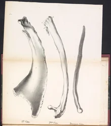 Three Ribs of the Whale, 1827 1st Côte / 2me Côte / Derniere Côte (tittel på objekt)