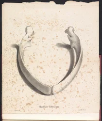 Hvalens underkjeve, 1827 Machoire inferior (tittel på objekt)