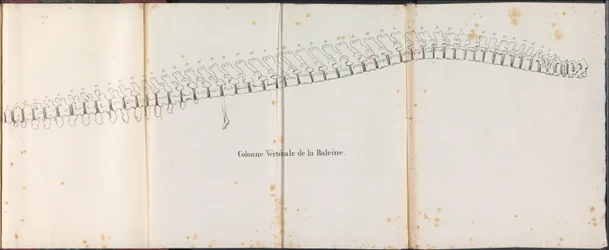 Hvalens ryggrad, 1827 Colonne Vertébrale de la Baleine (tittel på objekt)