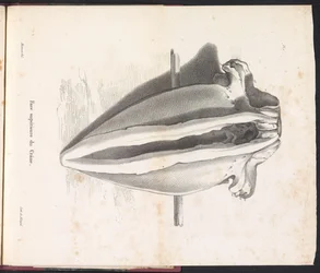 Hvalhodeskalle, 1827 Face supérieure du Crâne (tittel på objekt)