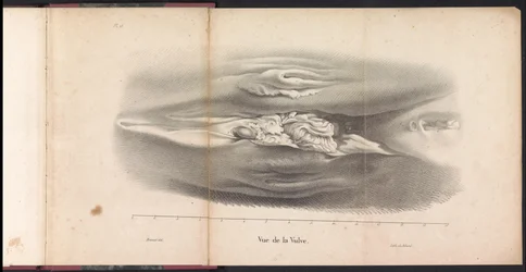 Hvalens kvinnelige kjønnsorganer, 1827 Vue de la Vulve (tittel på objekt)