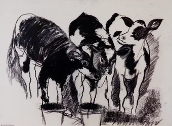The New Calves (kull på papir)