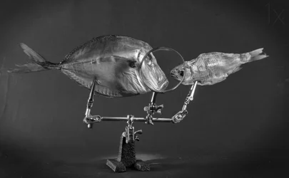 Nysgjerrig fiskestudie