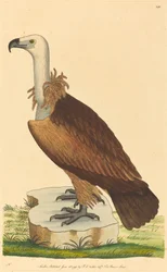 Alpegribben