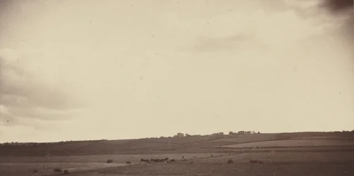 Utsikt over åkre med kyr, 1850-1860-årene (foto)