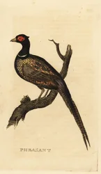 Vanlig fasan, Phasianus colchicus
