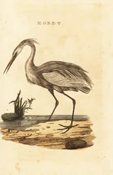 Stor egret, Ardea alba