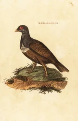 Skotsk lirype, Lagopus lagopus scotica