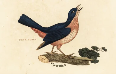 Sibirsk blå Robin, veldig Larvivora
