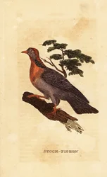 Stockdue, Columba oenas