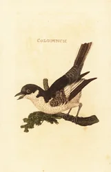 Hvit vipstjert, Motacilla alba