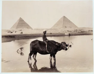 Et barn og en okse i en vannmasse ved foten av pyramidene til Chephren (Khephren) og Kheops (Cheops, Keops, Khoufu, Khufu) a Guizeh (Guiseh, Giza, Giza) - fotografi av Freres Zangali, sent 19. århundre