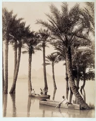 En palmelund ved foten av pyramidene i Egypt - fotografi av Zangali-brødrene, sent på 1800-tallet
