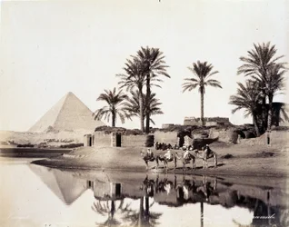 Kameler som drikker ved foten av pyramidene i Egypt - fotografi av Zangali-brødrene, sent på 1800-tallet