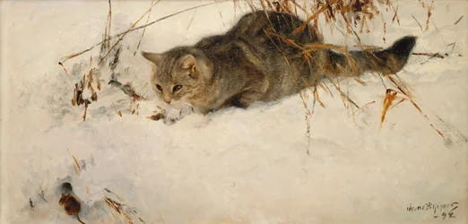 En katt som lusker på en mus i snøen