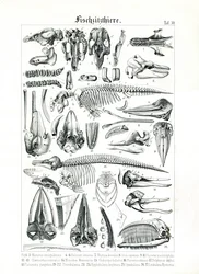 Anatomisk illustrasjon av sjøpattedyr