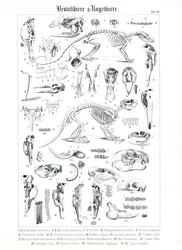 Anatomisk illustrasjon av pungdyr og gnagere