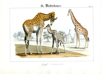 Sjiraffer i den afrikanske savannen