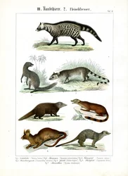 Ulike rovdyr fra civet- og mongoosefamiliene
