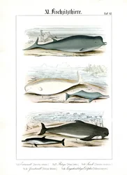 Hvaler og delfiner i deres marine habitater