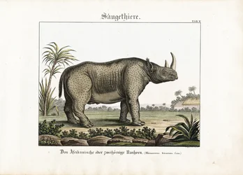 Afrikansk eller tohornet neshorn