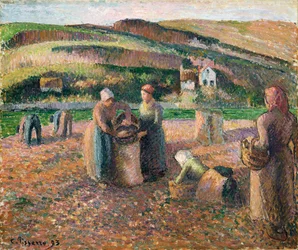 Potetplukking, 1893