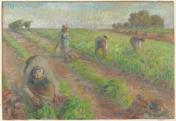 Beet Harvest, 1881 (gouache over grafitt på lin)