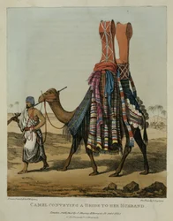 Camel Conveying a Bride to her Mann, gravert av Denis Dighton (1792-1827) plate 16 fra 