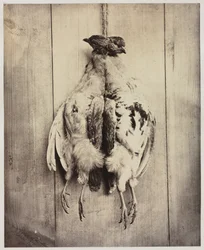 Rapphøns recto, L.D. Campbells grav verso, ca. 1861.