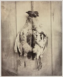 Rapphøns recto, ca. 1861.