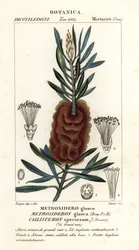 Albany flaskebørste, Callistemon vakker