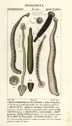 Fiskeigler og ferskvannsigler: Branchiobdellida 1, Pontobdella spinosa 2, Whitmania laevis 3, Hirudo vittata 4, Piscicola geometra 5, Ichthyobdella geometra 5, Geobdella trochetii 6