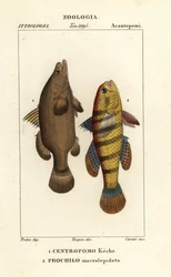 Nilabbor, Lates niloticus og sovende fisk eller gudgeon, Ophiocara macrolepidota