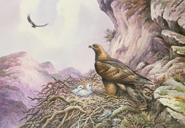 Golden Eagles at their Eyrie (wc)