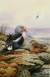 King Eider (wc)