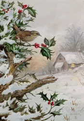 Wren i Hollybush ved en hytte